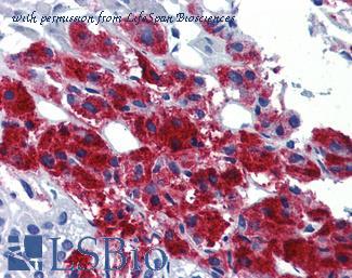 LifeSpan Biosciences LS-B3577 image 1