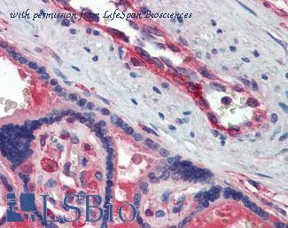 LifeSpan Biosciences LS-B3578 image 1