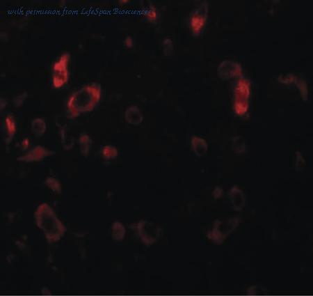LifeSpan Biosciences LS-C108717 image 2