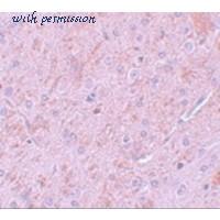 LifeSpan Biosciences LS-C108717 image 3