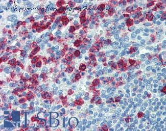 LifeSpan Biosciences LS-B3879 image 2