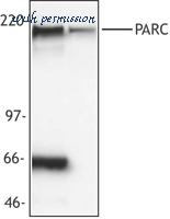 LifeSpan Biosciences LS-B3911 image 1