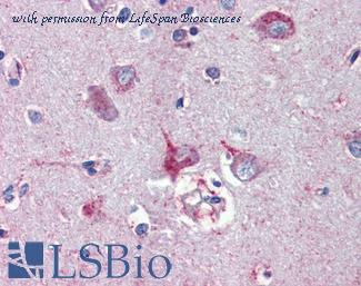 LifeSpan Biosciences LS-B3955 image 1