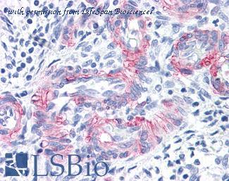 LifeSpan Biosciences LS-B4050 image 1