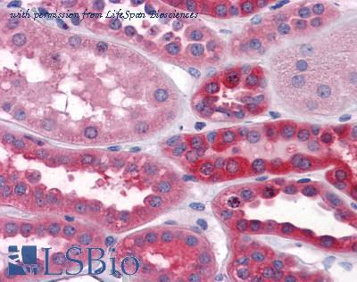 LifeSpan Biosciences LS-B4060 image 1