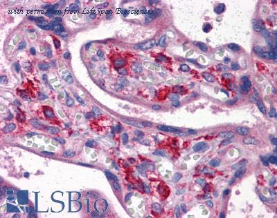 LifeSpan Biosciences LS-B4064 image 1