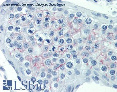 LifeSpan Biosciences LS-B4066 image 1