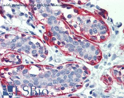 LifeSpan Biosciences LS-B4074 image 1