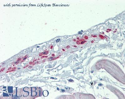 LifeSpan Biosciences LS-B4074 image 2