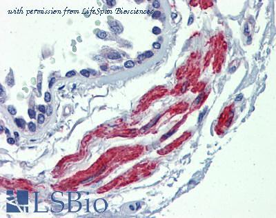 LifeSpan Biosciences LS-B4074 image 3