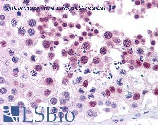 LifeSpan Biosciences LS-B4097 image 1