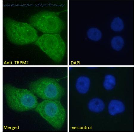 LifeSpan Biosciences LS-B4122 image 3