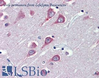 LifeSpan Biosciences LS-B4126 image 1