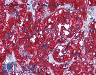 LifeSpan Biosciences LS-B4158 image 1