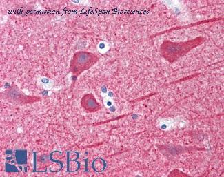 LifeSpan Biosciences LS-B4190 image 1
