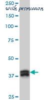 LifeSpan Biosciences LS-B4372 image 1