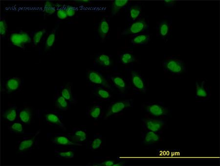 LifeSpan Biosciences LS-B4372 image 2