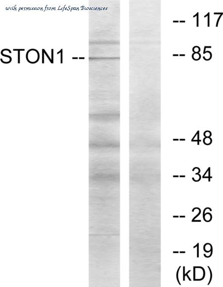 STON1抗体(aa686-735)LS-C119357 | LifeSpan Biosciences LS-C119357 产品信息