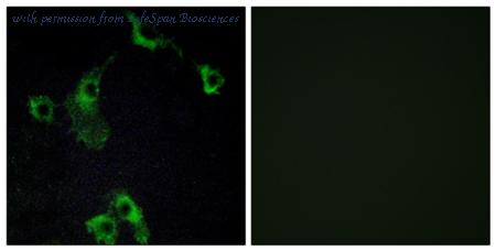 LifeSpan Biosciences LS-C119539 image 1
