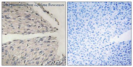 LifeSpan Biosciences LS-C119539 image 2