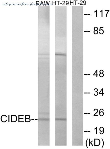 LifeSpan Biosciences LS-C119539 image 3