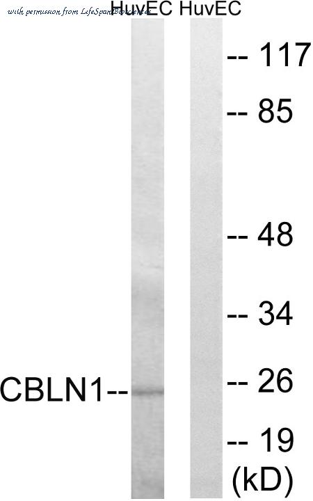 LifeSpan Biosciences LS-C119839 image 1