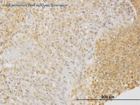 LifeSpan Biosciences LS-C133161 image 2