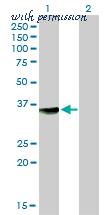 LifeSpan Biosciences LS-C133325 ͼ 1