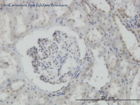 LifeSpan Biosciences LS-C133325 image 2