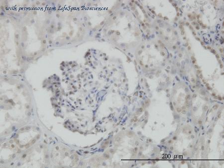 LifeSpan Biosciences LS-C133325 ͼ 2