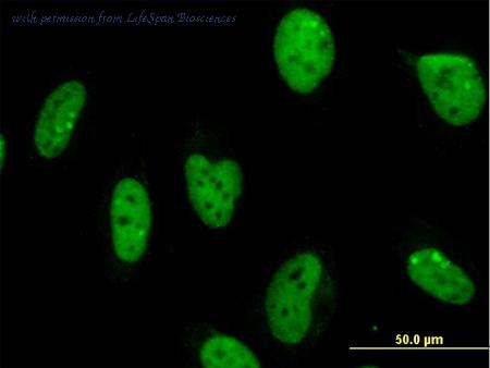 LifeSpan Biosciences LS-C133325 ͼ 3