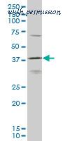 LifeSpan Biosciences LS-C133893 image 1