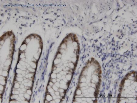 LifeSpan Biosciences LS-C133893 image 2