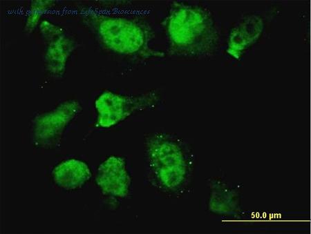 LifeSpan Biosciences LS-C133893 image 3