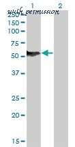 LifeSpan Biosciences LS-C133920 image 1