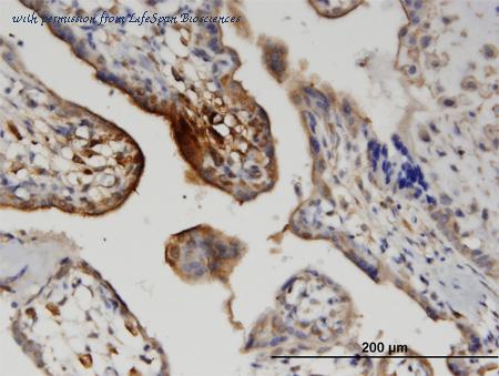 LifeSpan Biosciences LS-C133974 image 1
