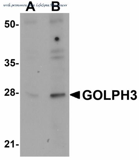 LifeSpan Biosciences LS-B5044 image 1