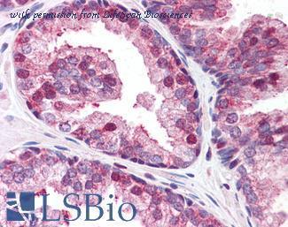 LifeSpan Biosciences LS-B5044 image 2