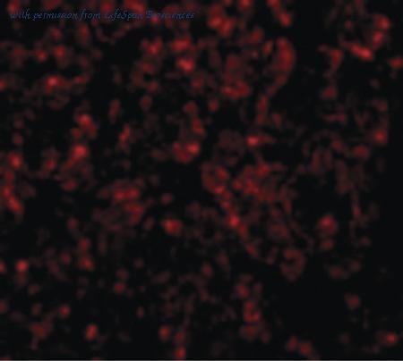 LifeSpan Biosciences LS-B5044 image 3