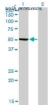 LifeSpan Biosciences LS-B5457 image 1