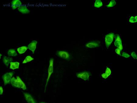 LifeSpan Biosciences LS-B5457 image 2