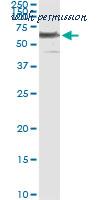 LifeSpan Biosciences LS-B5457 image 3