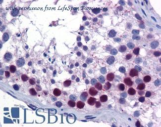 LifeSpan Biosciences LS-B5589 image 1