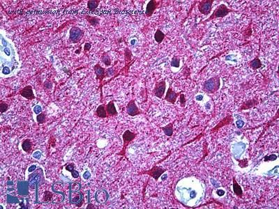 LifeSpan Biosciences LS-B5657 image 1