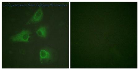 LifeSpan Biosciences LS-B5657 image 2