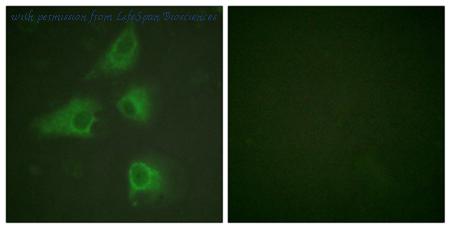 LifeSpan Biosciences LS-B5657 ͼ 2