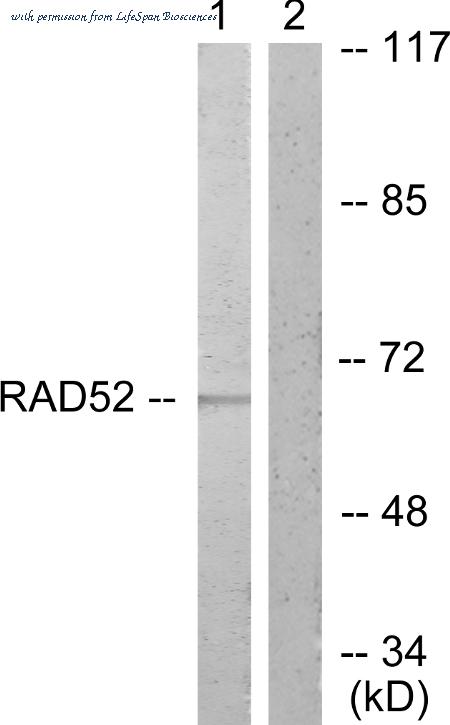 LifeSpan Biosciences LS-B5657 image 3