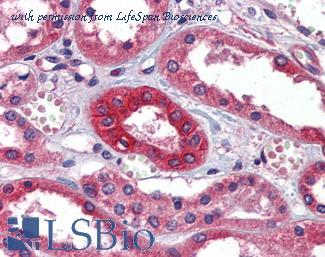 LifeSpan Biosciences LS-B5727 image 1