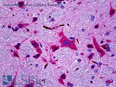 LifeSpan Biosciences LS-B5767 image 1