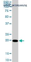 LifeSpan Biosciences LS-B5994 image 1